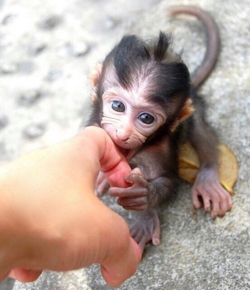 Породы маленьких обезьян