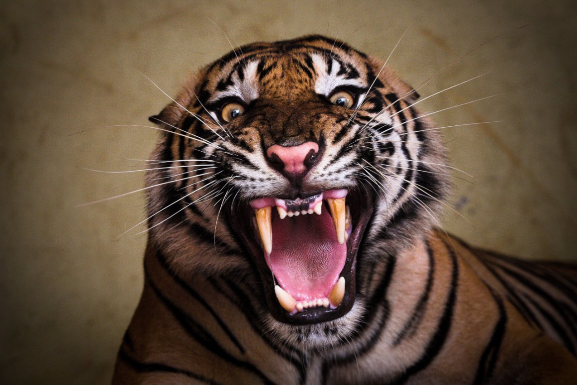 Улыбающийся тигр