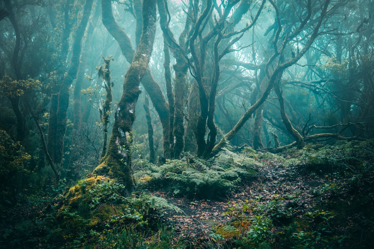 Верденский лес
