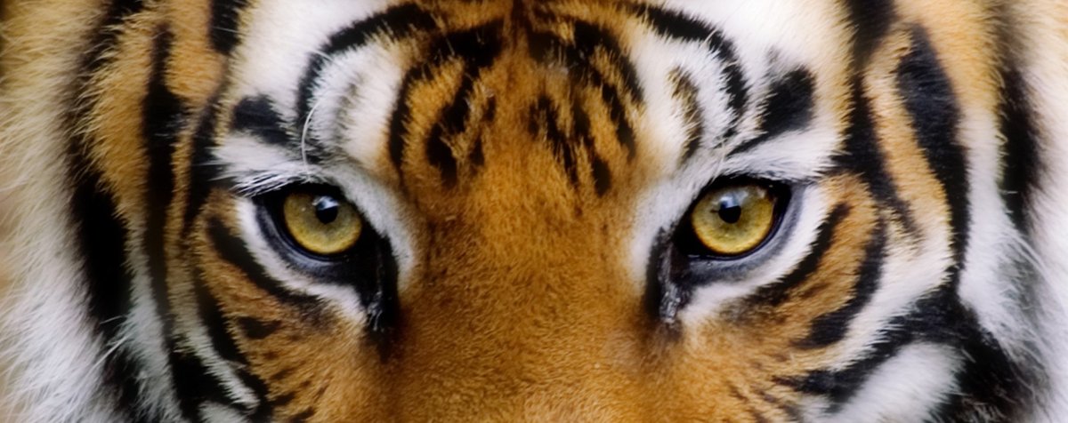 Тигр с белыми полосками