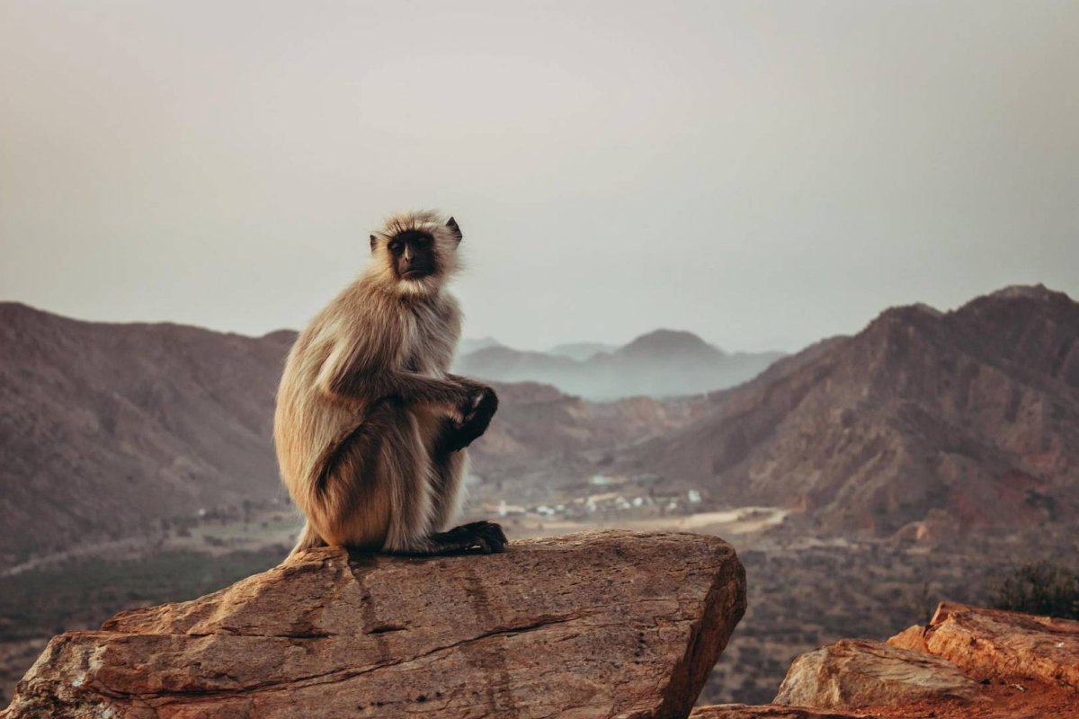 Бедуин обезьяна
