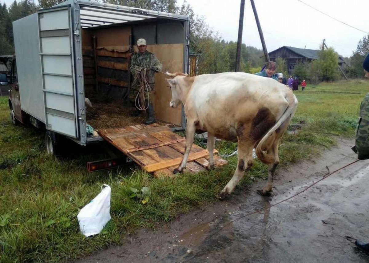 Газель для перевозки скота