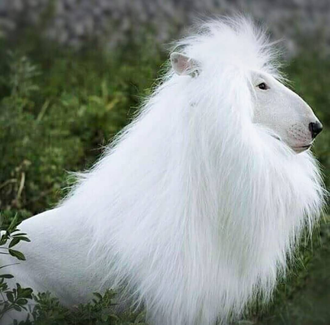 Зверь с длинной шерстью. Длинношерстный бультерьер. Афганская овчарка белая. Борзая колли. Большая белая длинношерстная собака.