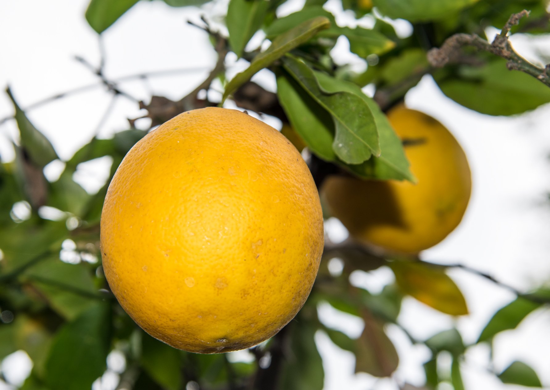 Лимон это гибрид. Лимандарин Рангпур. Цитрус лайм Рангпур. Мандарин юдзу каламанси. Апельсин юдзу.