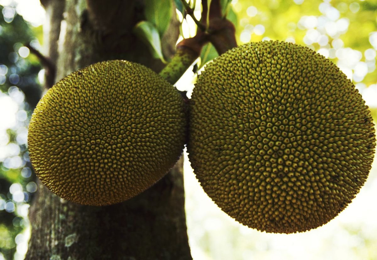 Парагвая фрукт