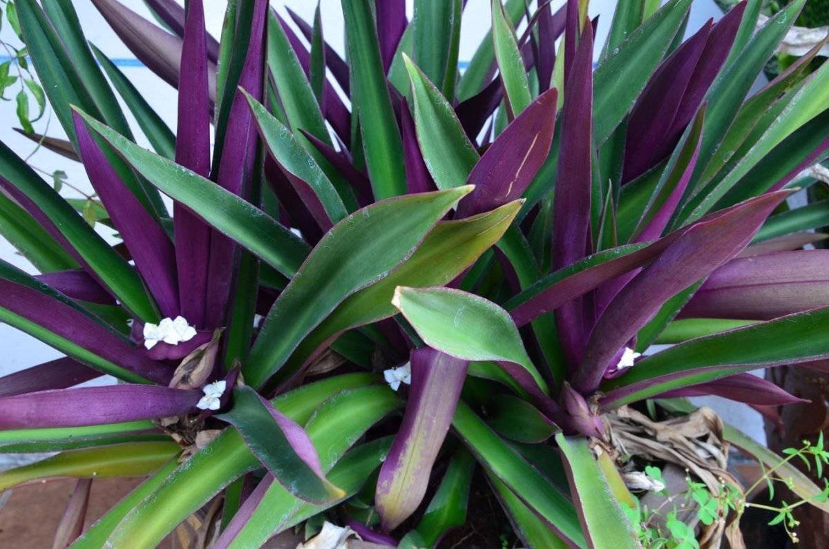 Цветок с зелено фиолетовыми листьями