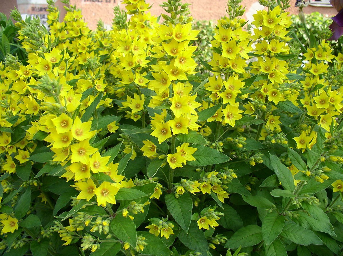 Желтый многолетний цветок