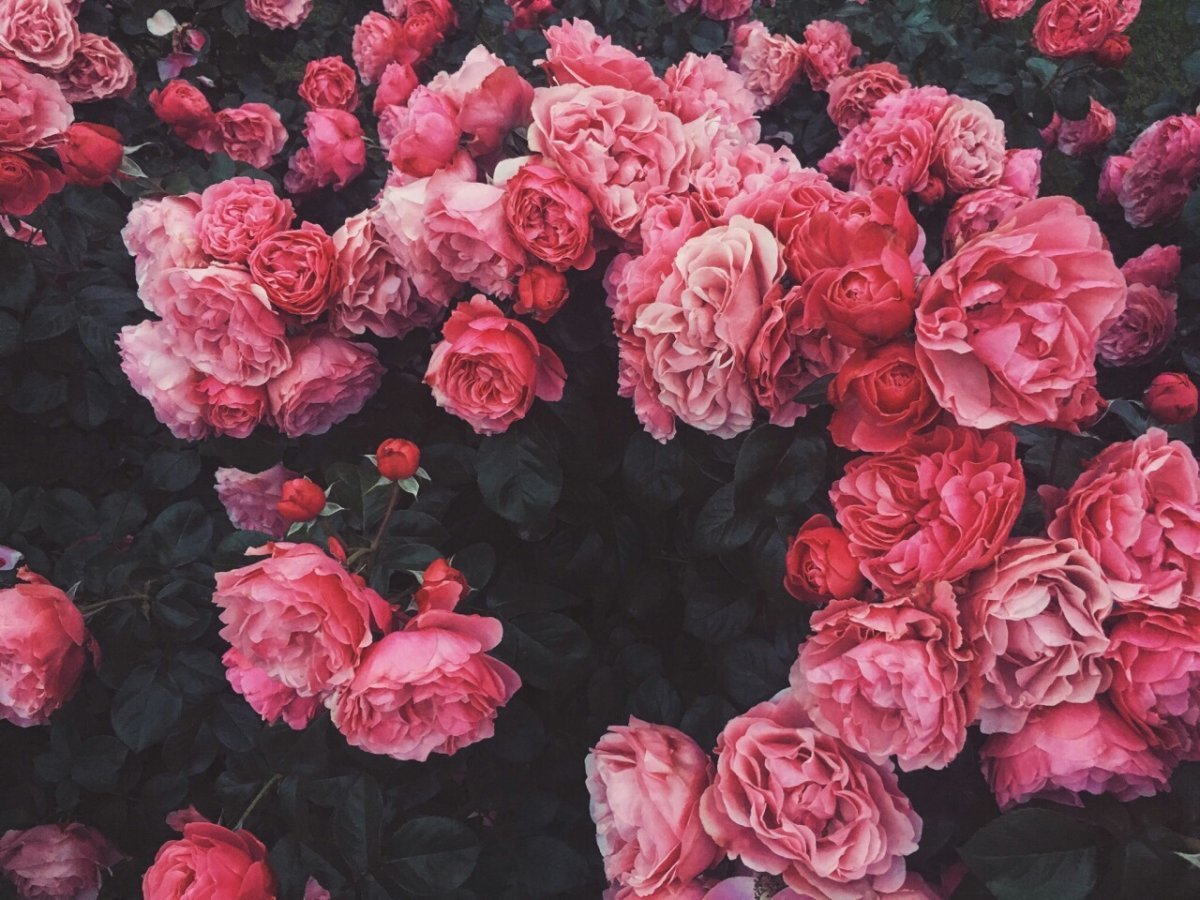 Розовые цветы эстетика