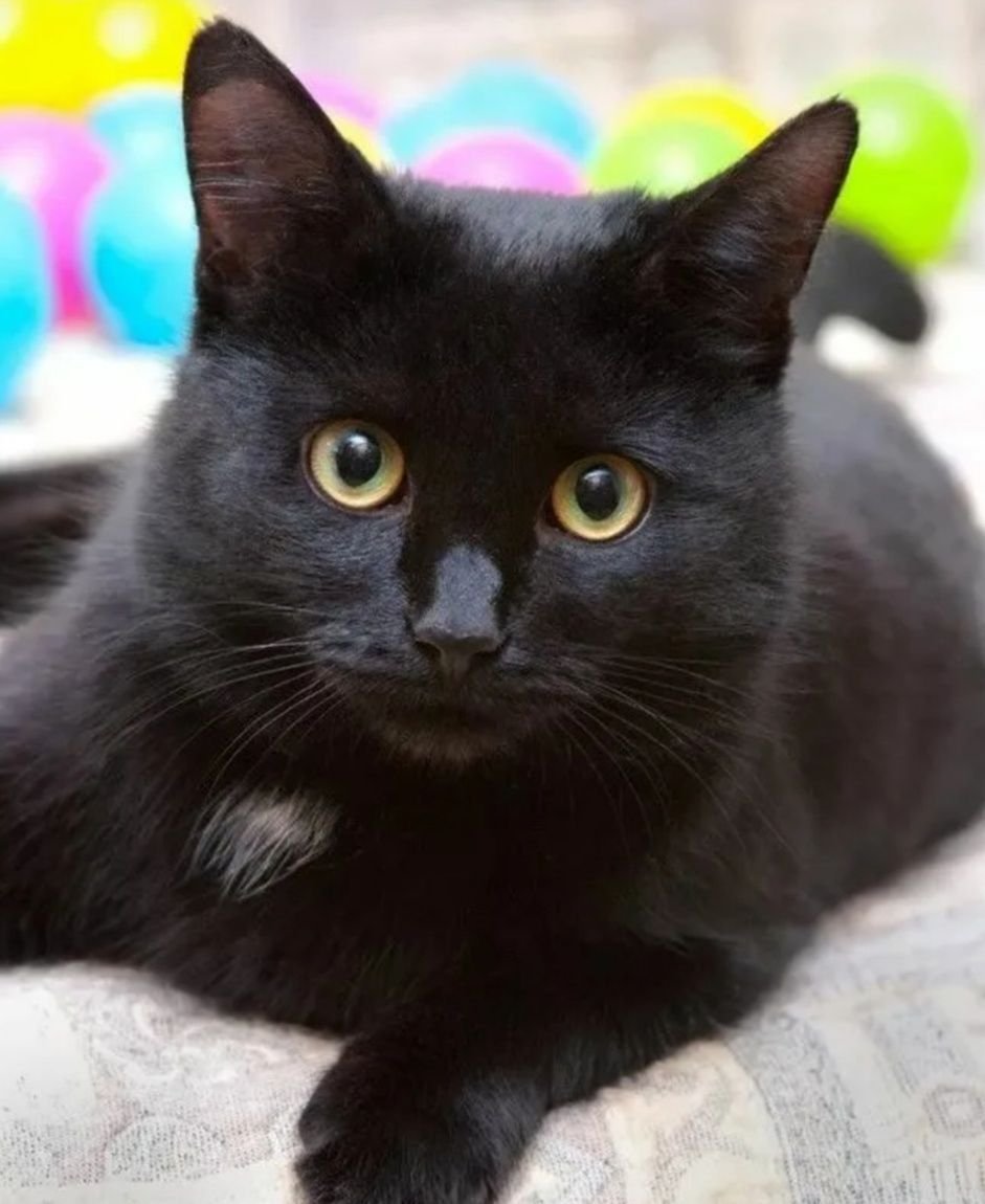 Порода черной кошки с желтыми глазами. Британская Бомбейская кошка. Бомбейская кошка длинношерстная. Бомбейская кошка с белой грудкой. Бомбейская кошка черно белая.
