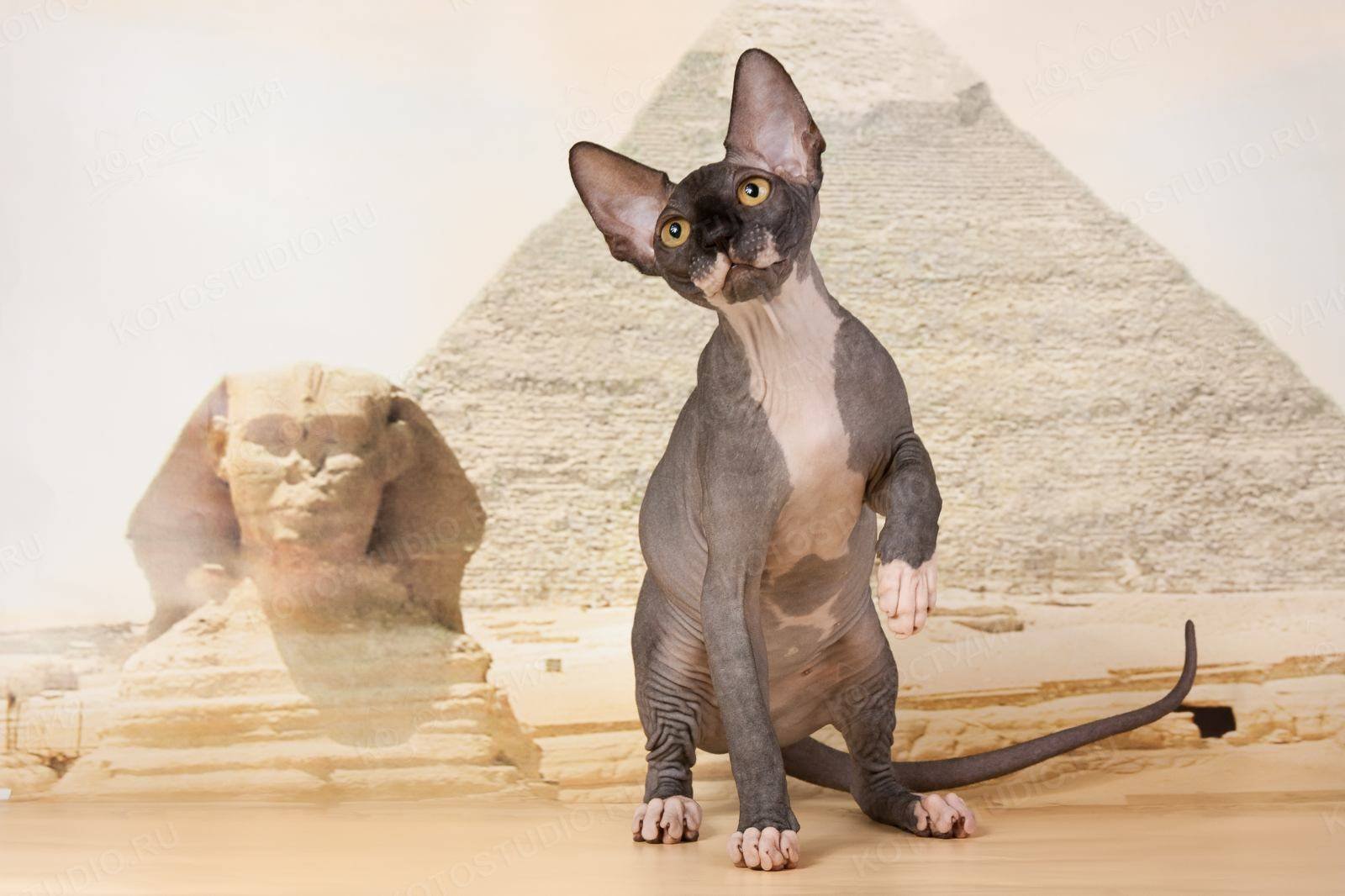 Звуки египта для кошек слушать. Кошки породы Египетский сфинкс. Кот сфинкс фараон. Сфинкс порода кошек Египет. Египетская бесшерстная кошка сфинкс.