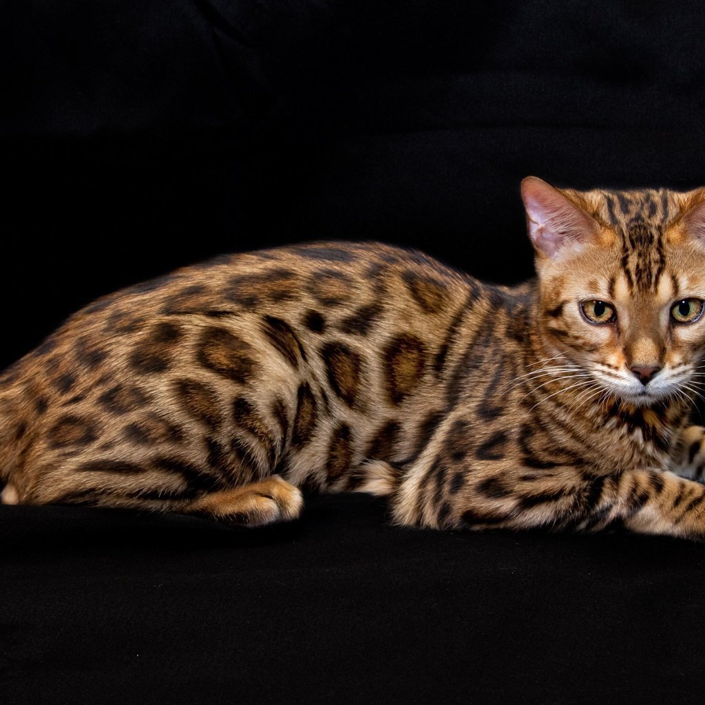 Особенности бенгальской породы. Кошка породы бенгал. Бенгальская леопардовая кошка. Бенгал бенгальской породы. Леопард и Бенгальская кошка.