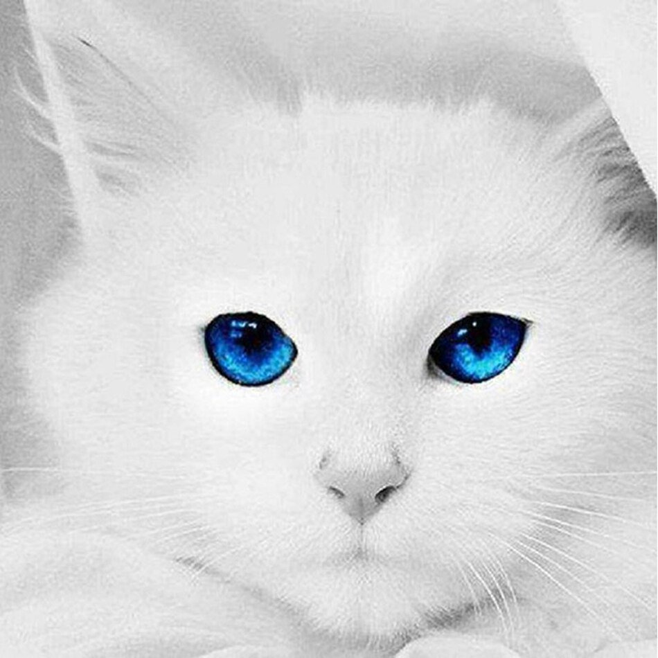 Белый кот с голубыми глазами
