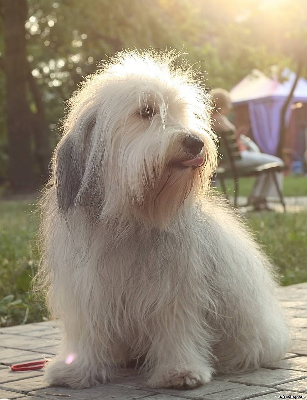 Од ис. Одис порода собак. Украинская порода собак Одис. Одис щенок. Одесский Одис щенок.