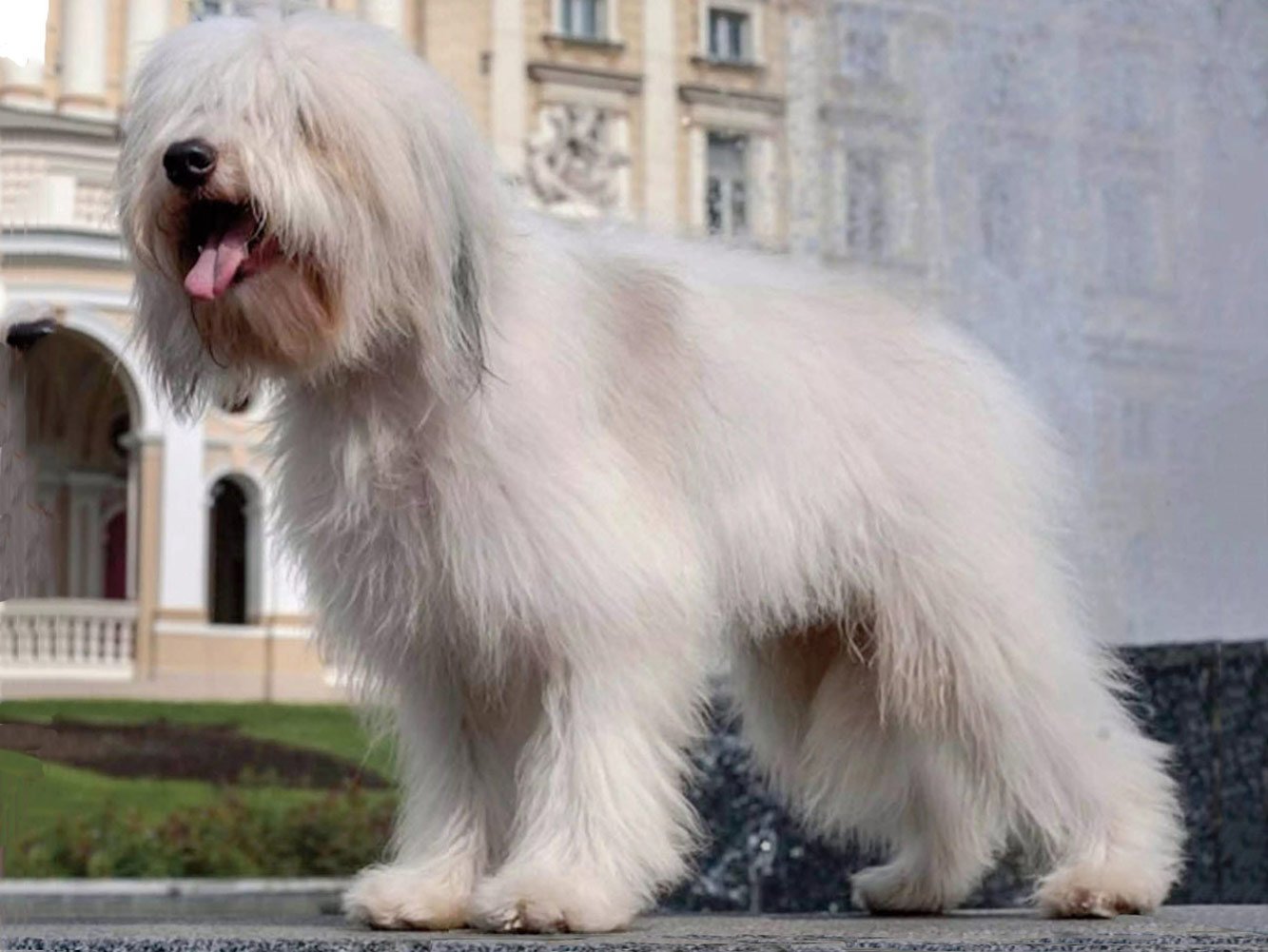 Од ис. Одис порода собак. Одесская идеальная собака. Южнорусская овчарка. Одис порода собак фото.