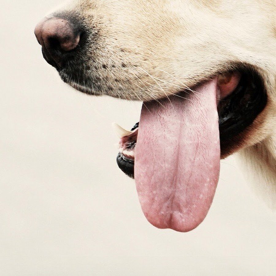 Картинка язык. Собака с языком. Собака с высунутым языком. Собака с вываленным языком. Собака с вытянутым языком.