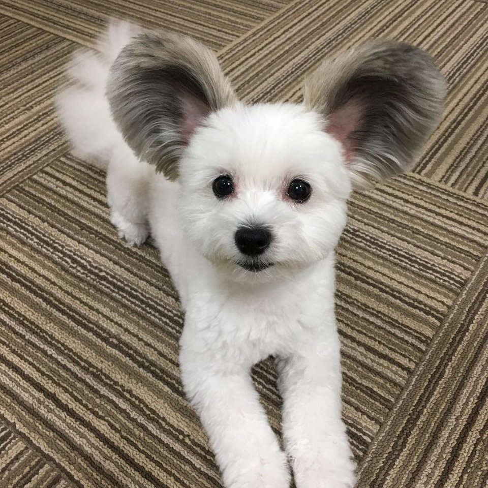 Порода собак с ушами