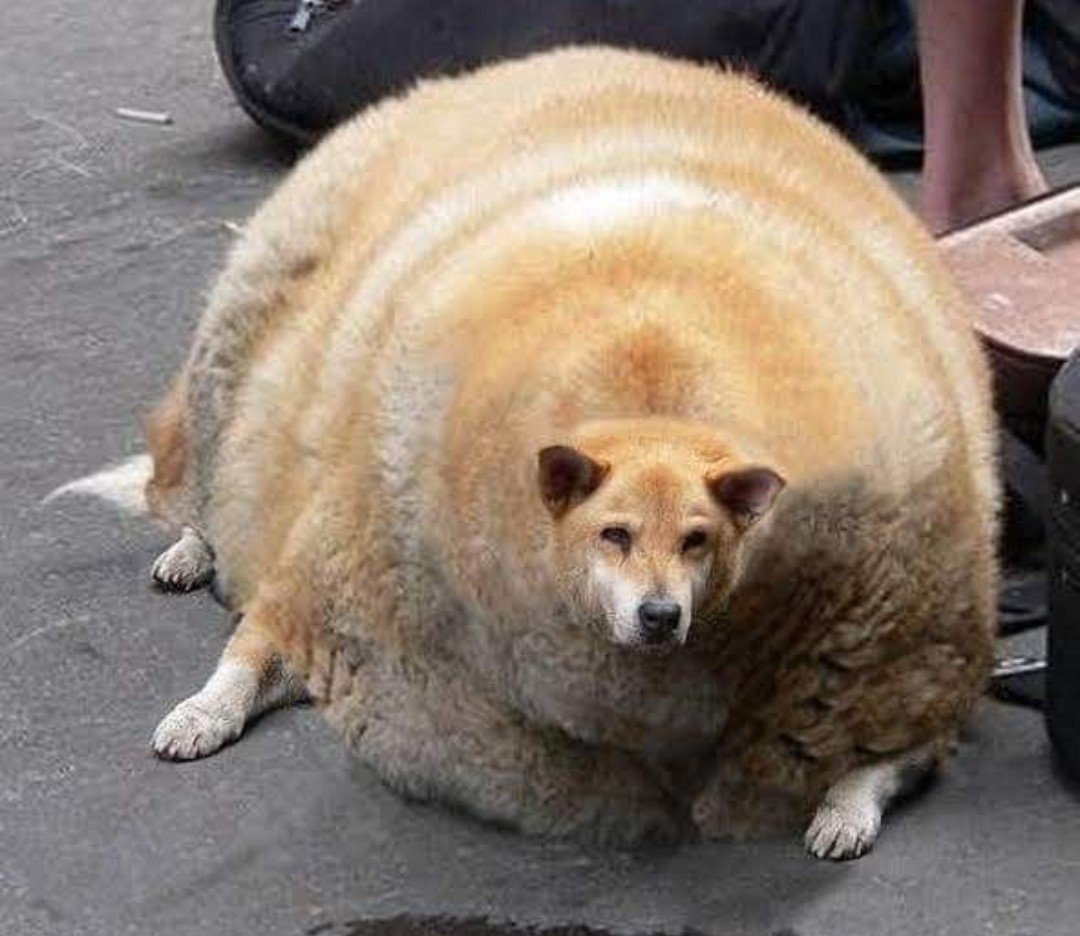 Самая жирная собака в мире