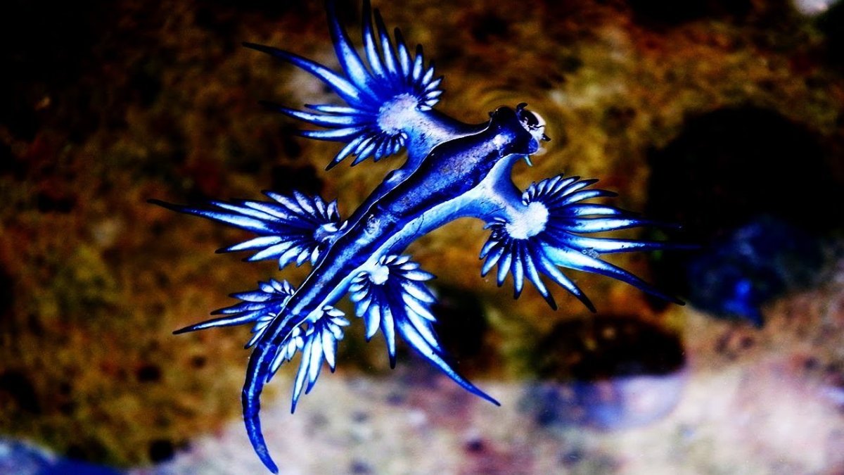 Моллюск голубой дракон