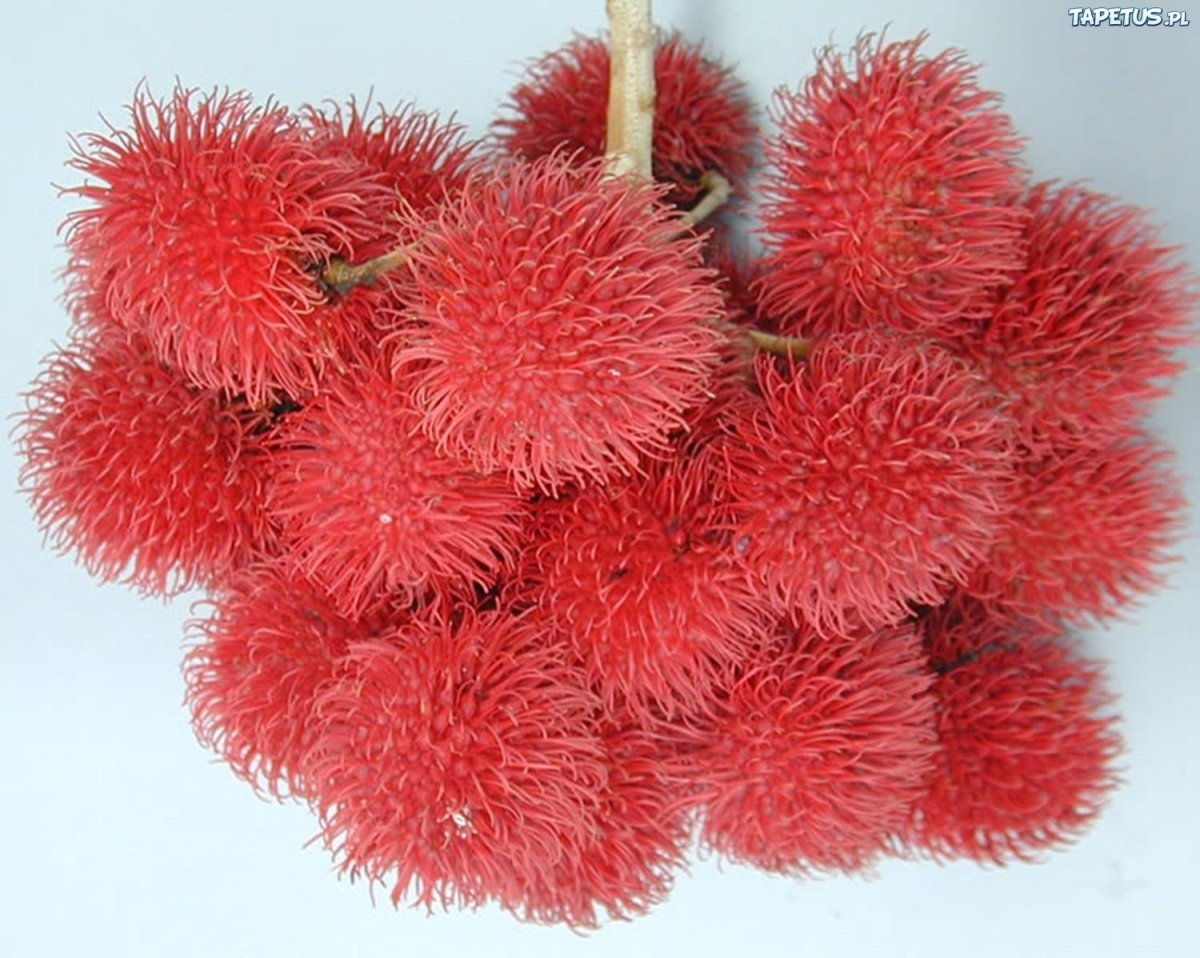 Красный волосатый фрукт