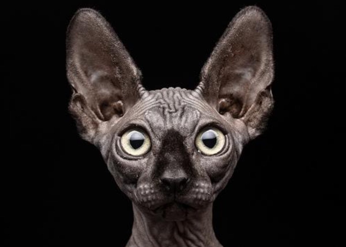 Лысый кот с большими ушами