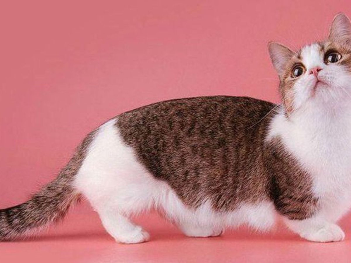 Японские кошки с короткими лапами