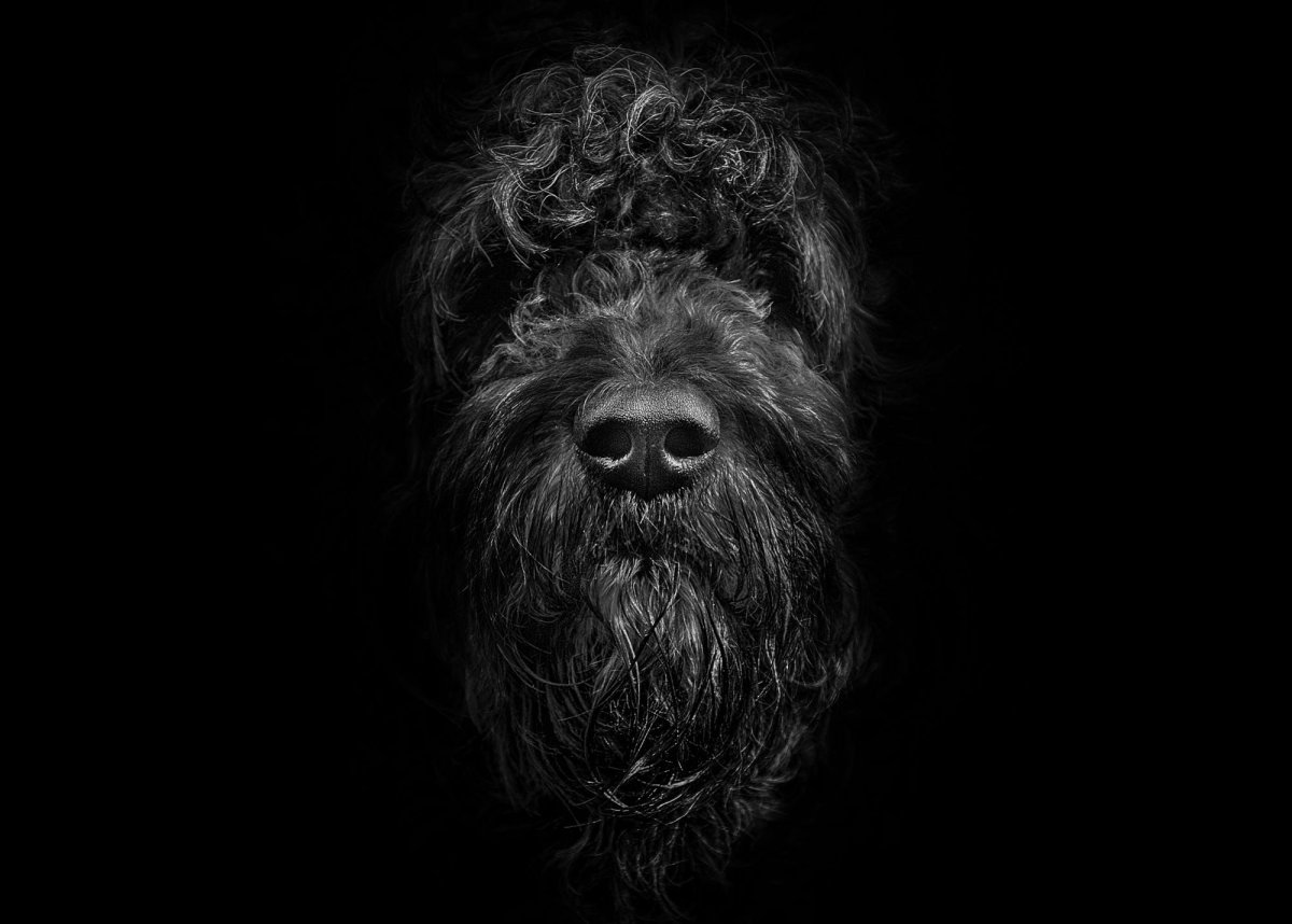 Маленькая черная собака с бородой