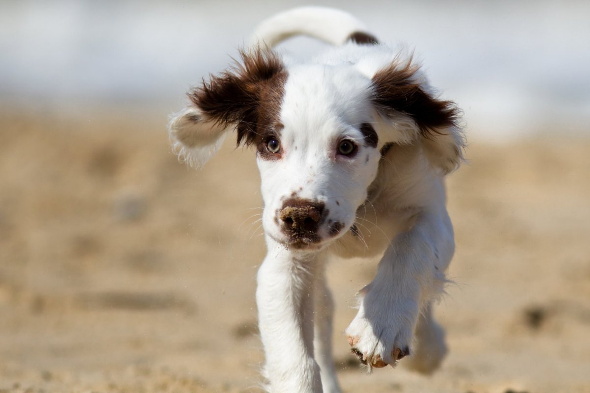 Маленькая белая собака с коричневыми пятнами