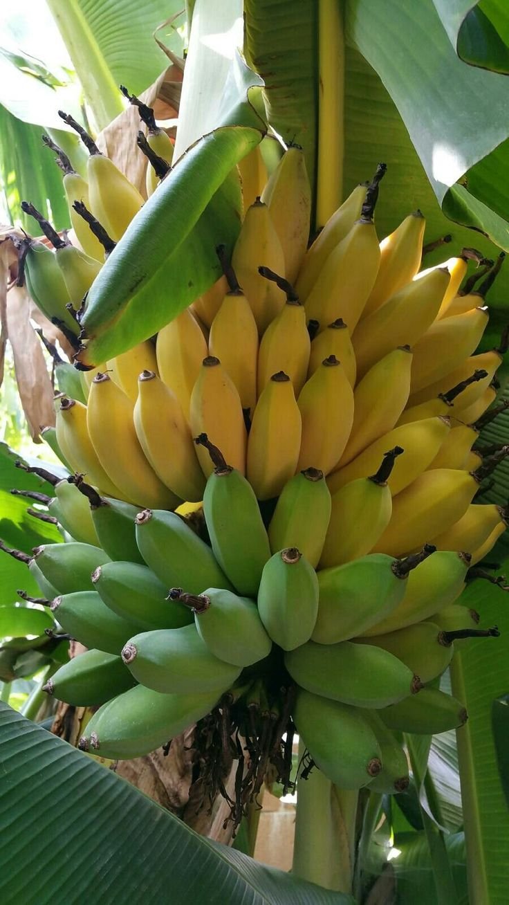 Бананас фрукт