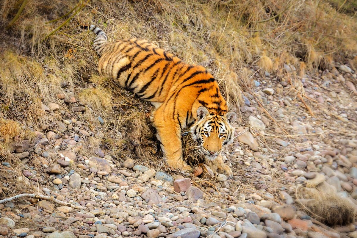 Закавказский тигр