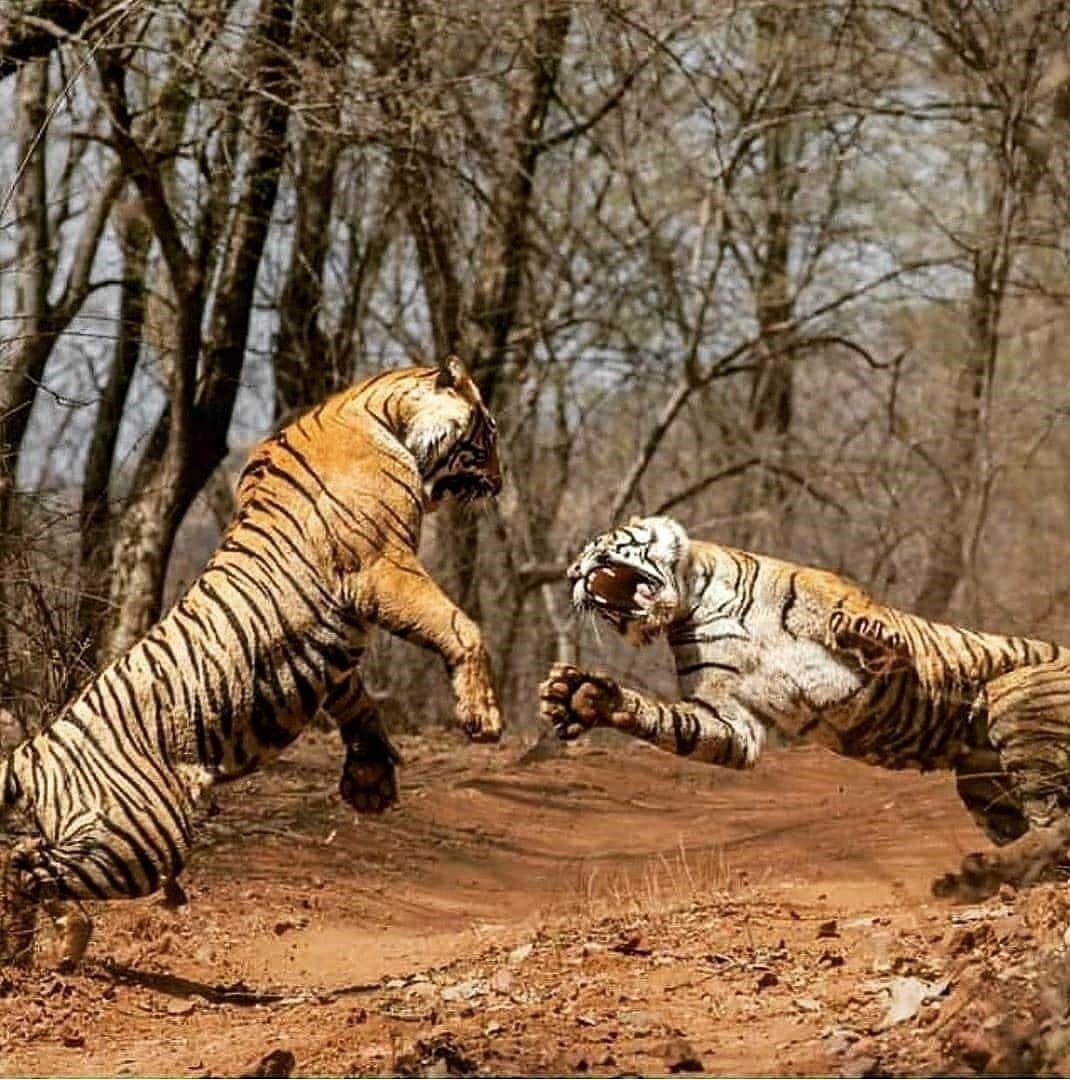 Львы и тигры в дикой природе