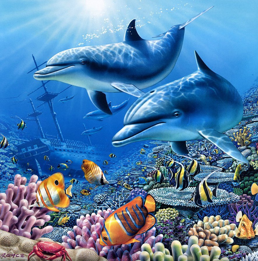 Животные океана