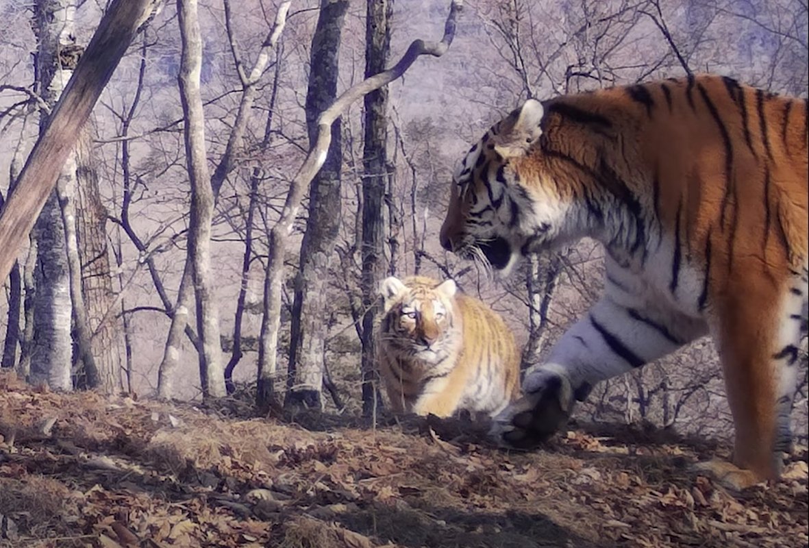 Самый крупный тигр на планете