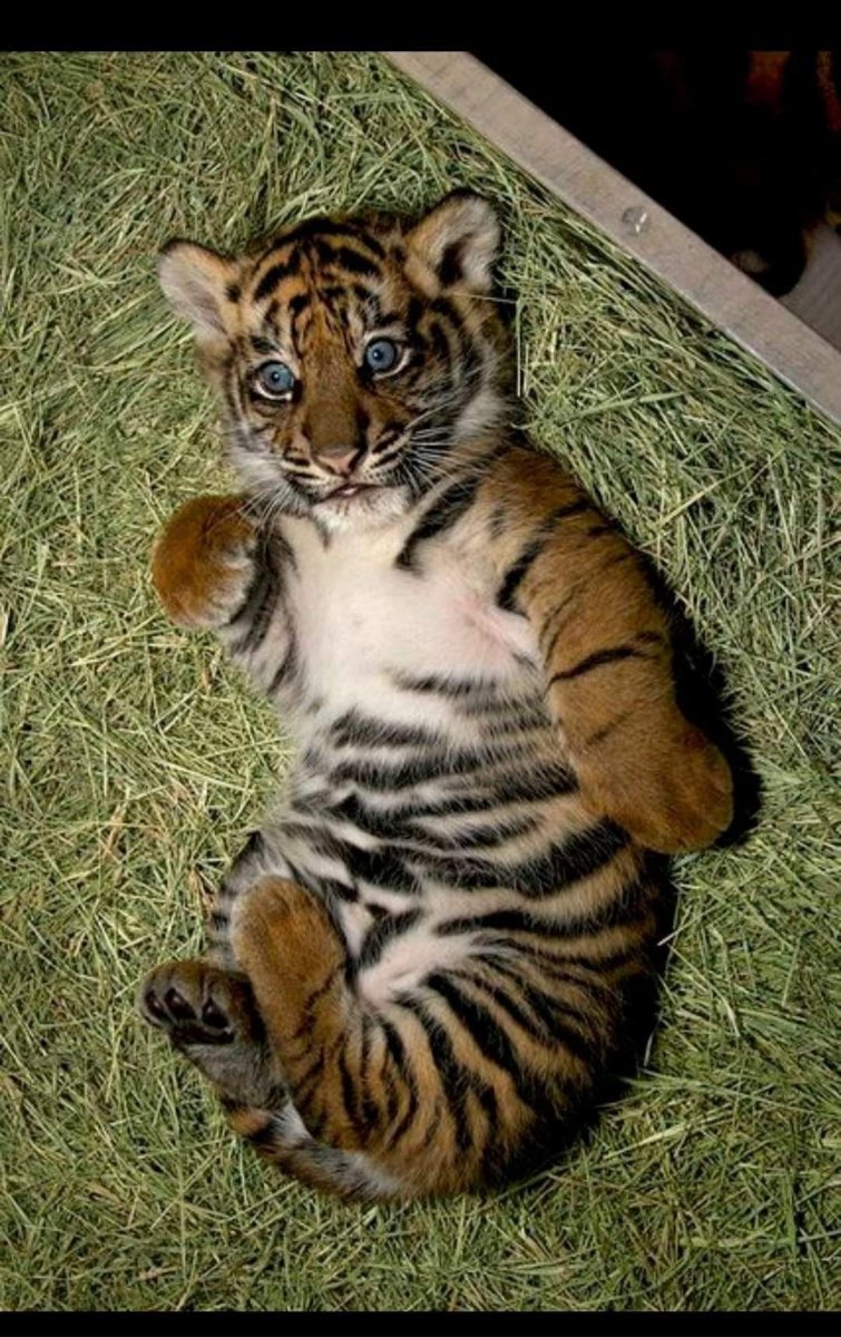 Тигровая кошка