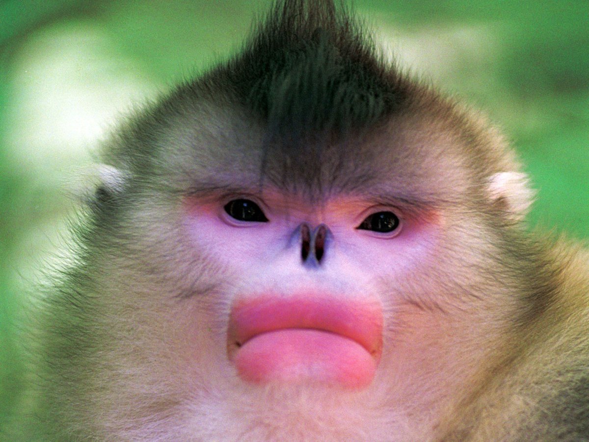 Бирманская курносая обезьяна