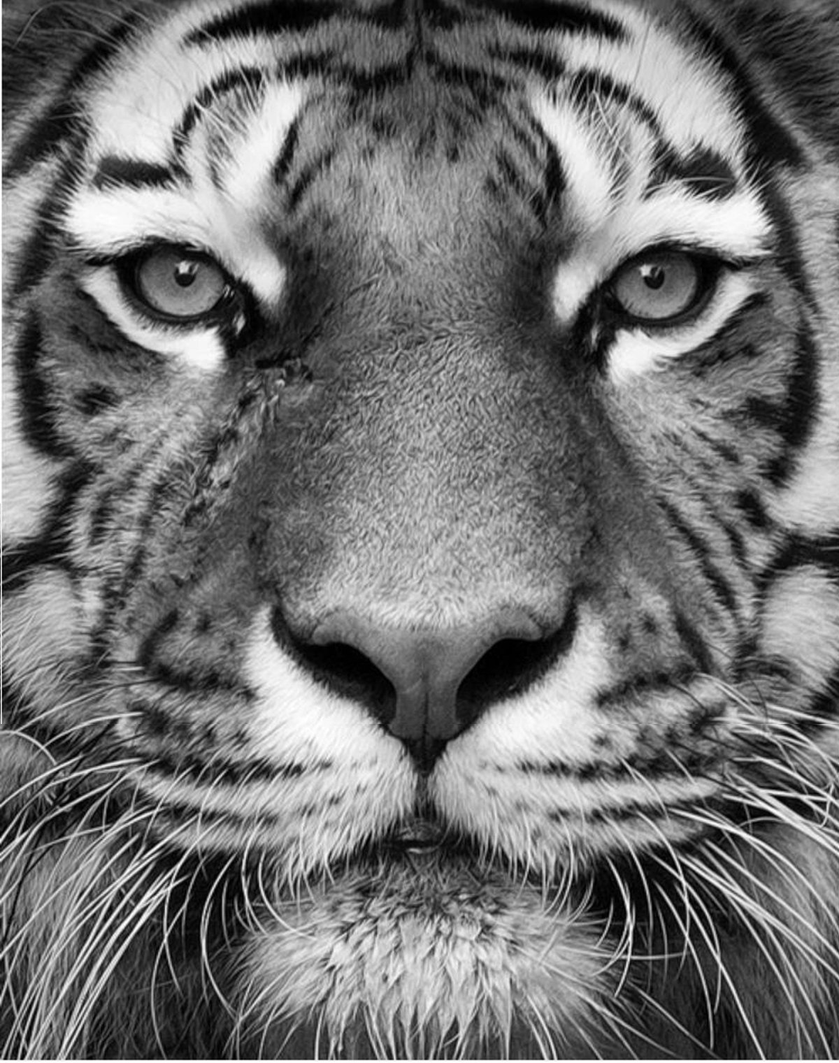 Рычащий тигр