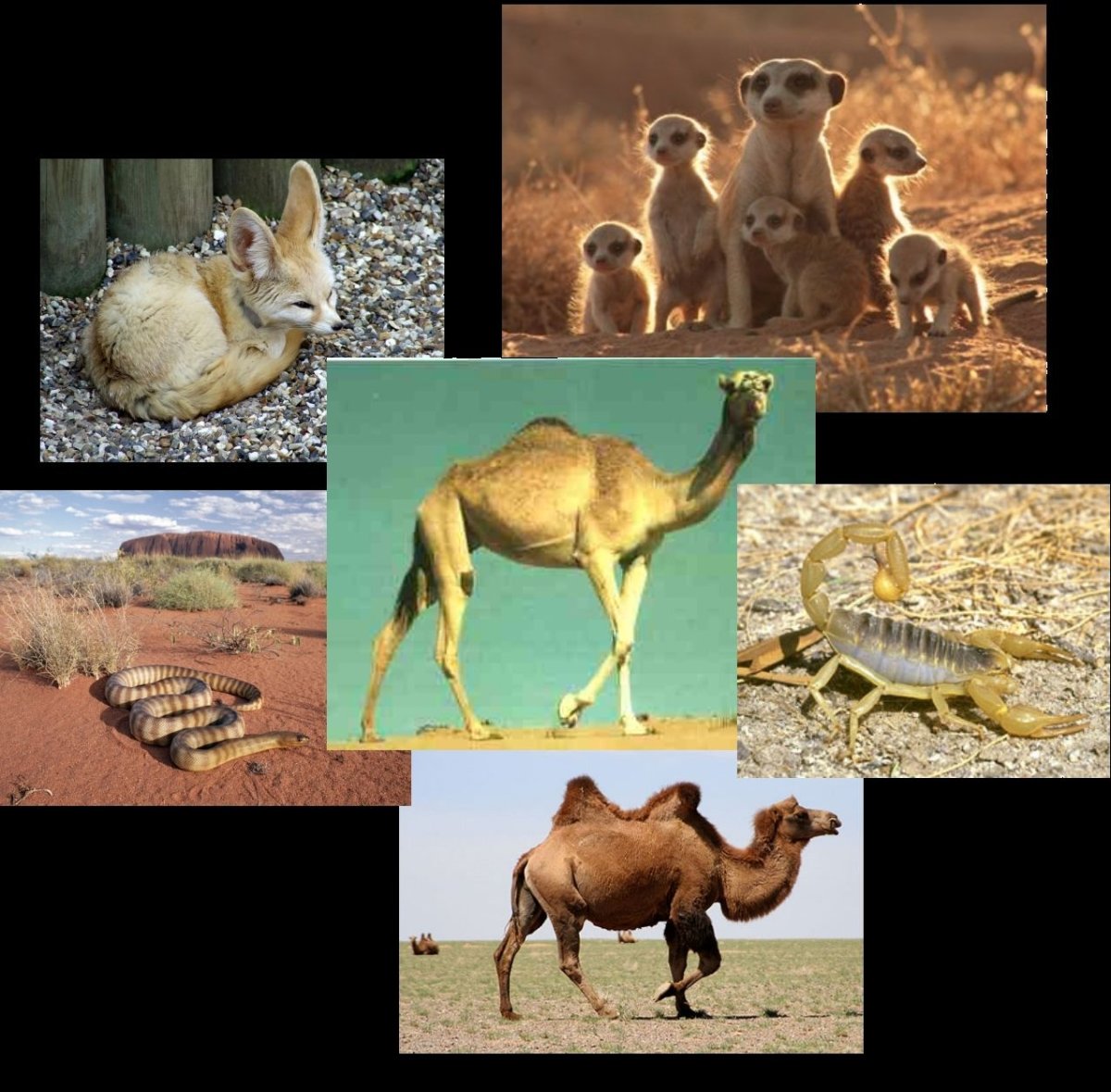 Животные пустыни и полупустыни