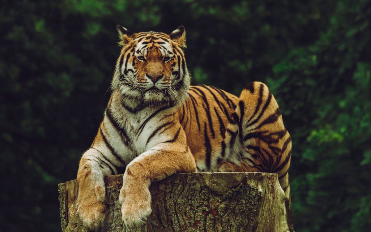 Самый большой вид тигров