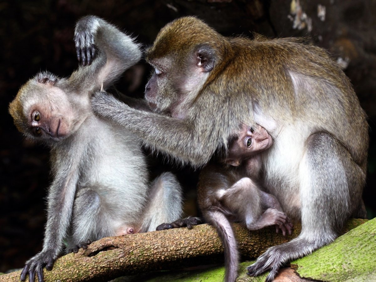 Семья обезьян