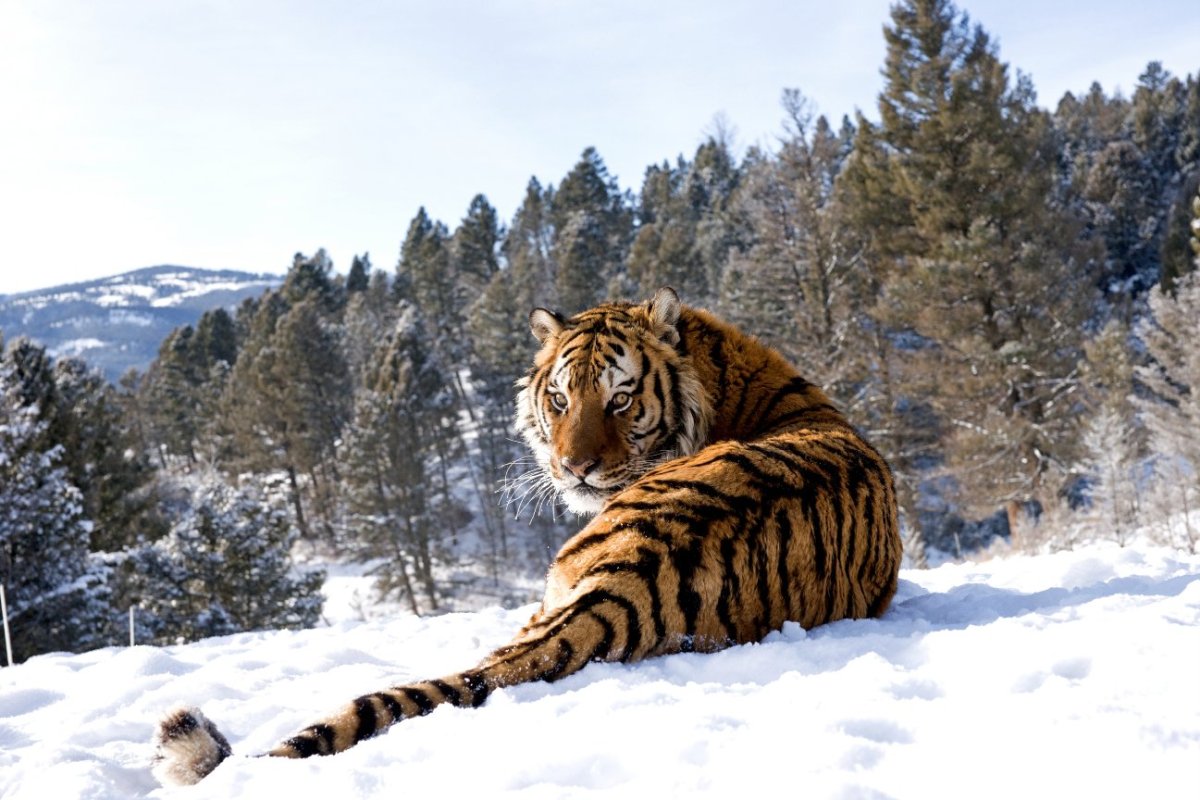 Тигры в дикой природе