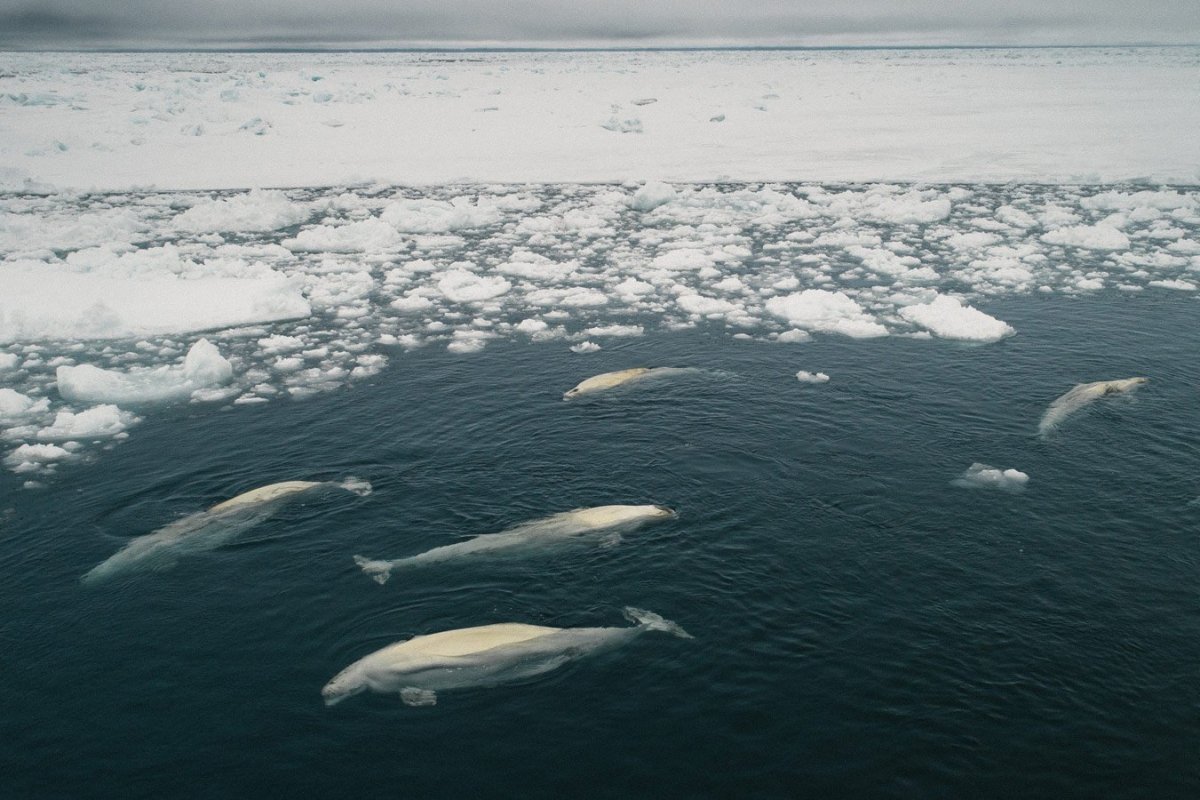 Животные северного ледовитого океана