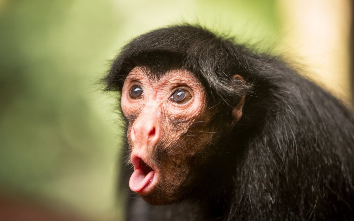 Смешное лицо обезьяны