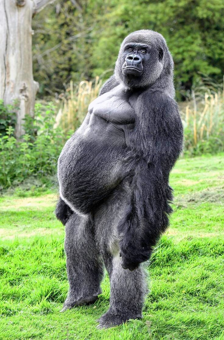 Огромная горилла