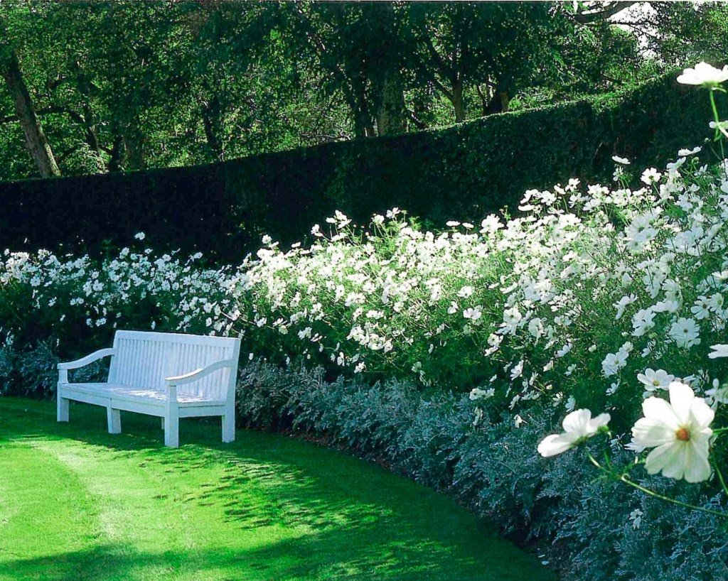 Белые цветы для клумбы