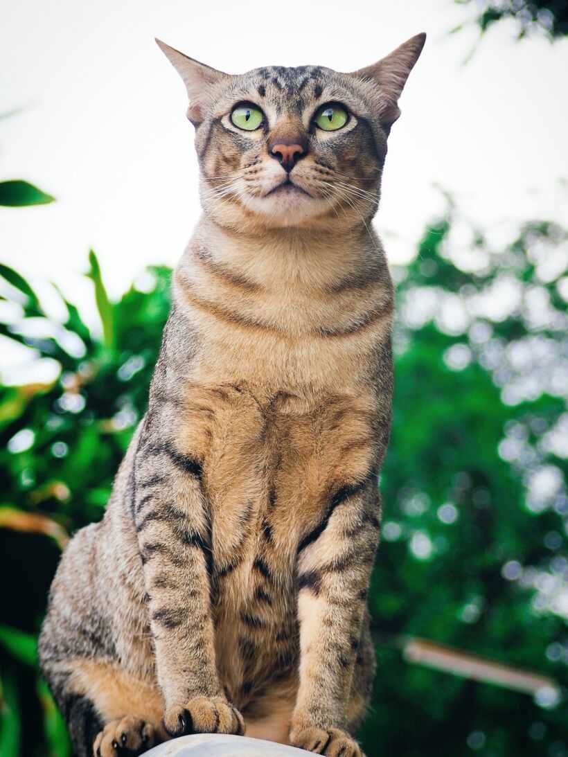 Серенгети кошка