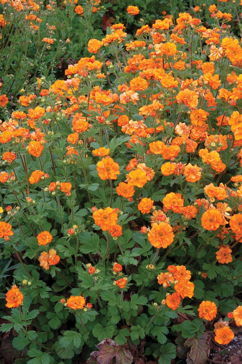 Оранжевые цветы многолетники