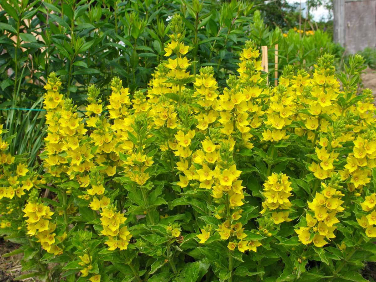 Желтые цветы для дачи многолетники