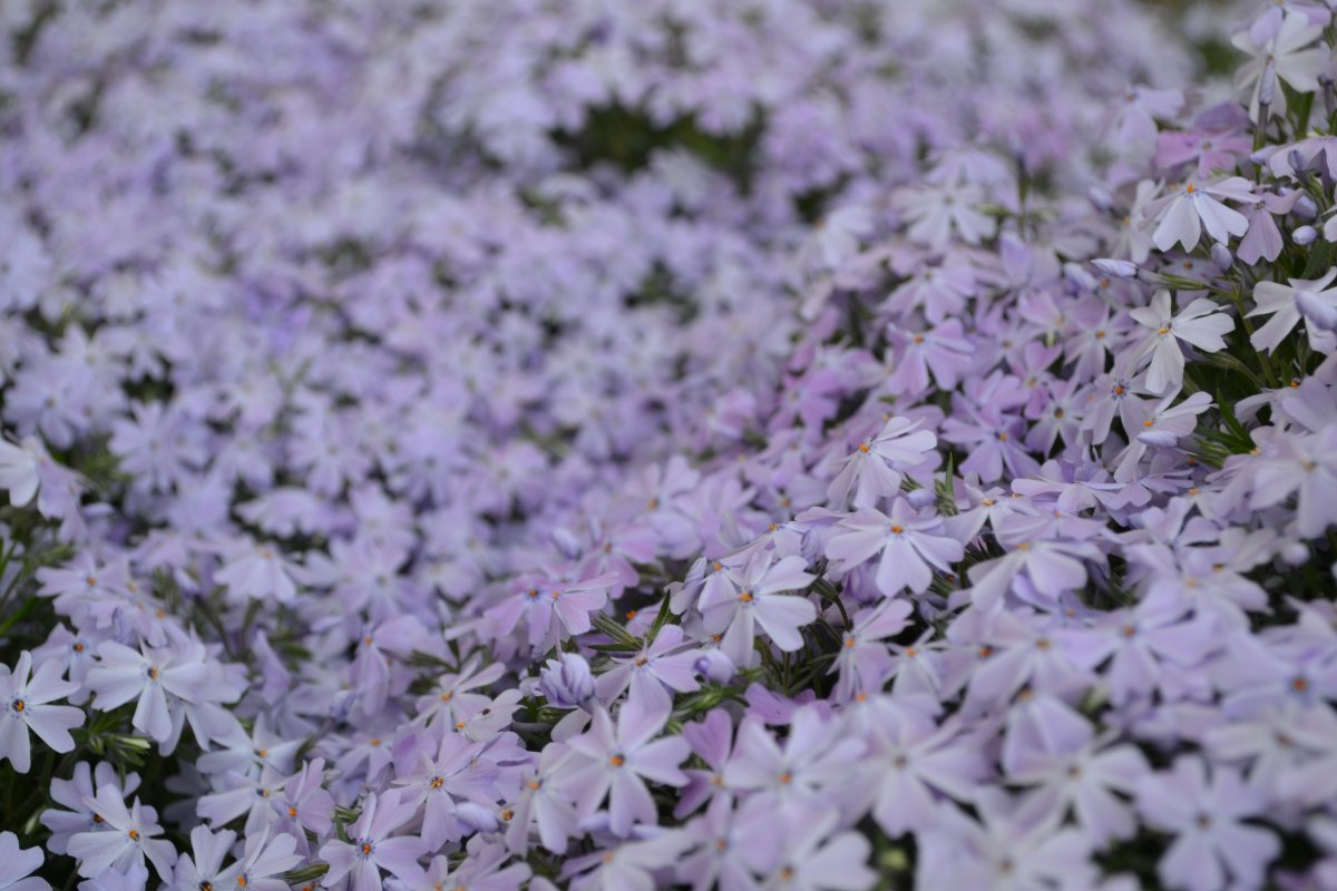 Фиолетовые цветы для клумбы
