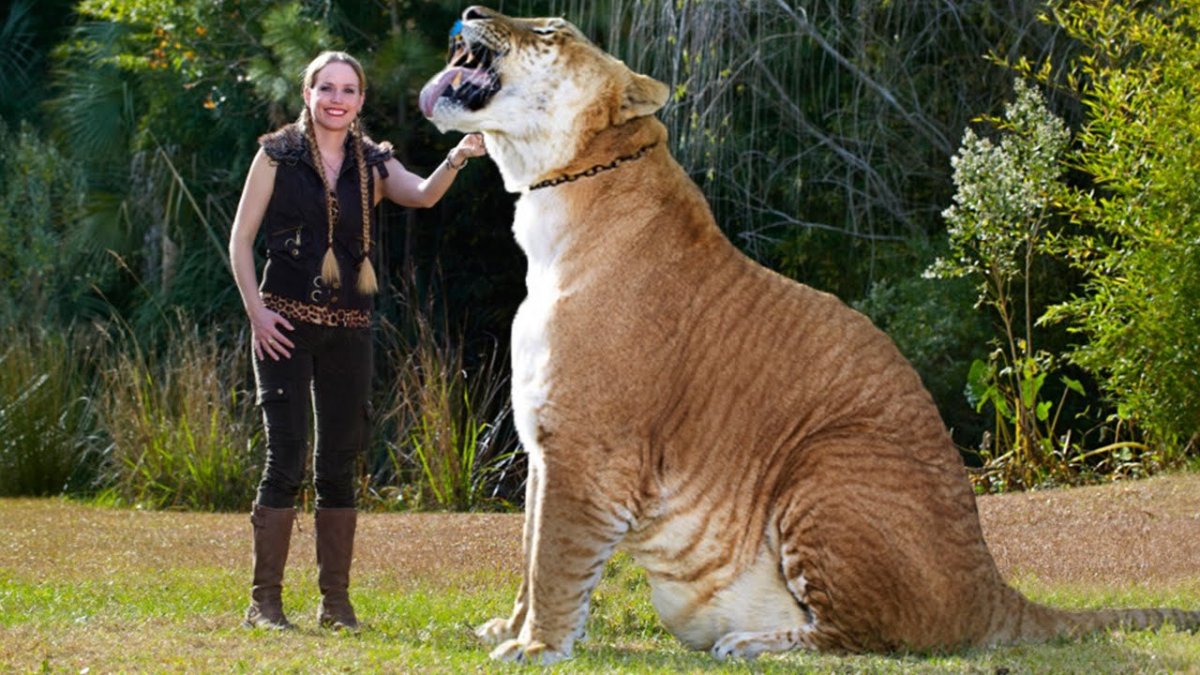 Самая большая кошка на земле