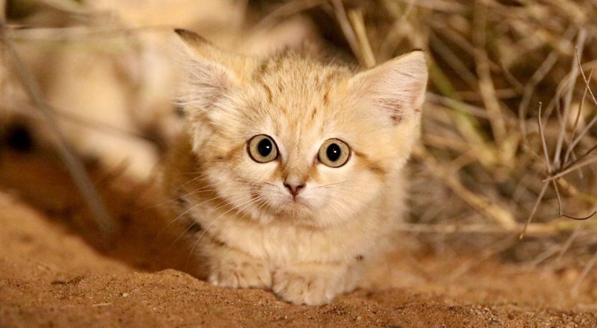 Пустынная кошка