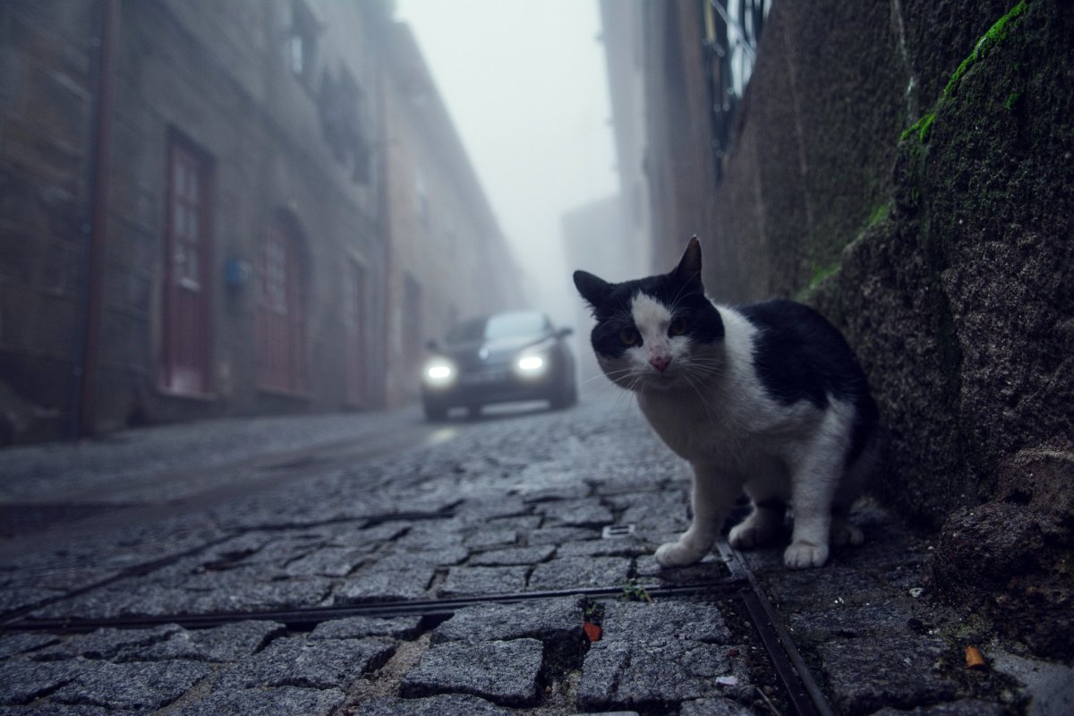 Уличная кошка